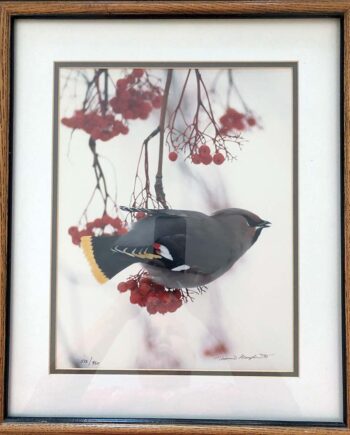 Thomas D. Mangelsen Bohemian Waxwing Bird on a Branch framed limited edition art print