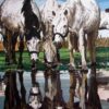 Horses of the Camargue a limited edition lithograph print on paper by Fran Bull