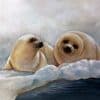 Limited Edition Lithograph on paper titled Seal Pups by noted artist Patricia Wilke Tadena