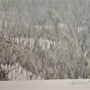 A Robert Bateman Lithographic Print from the Greenwich Workshop titled Bull Moose