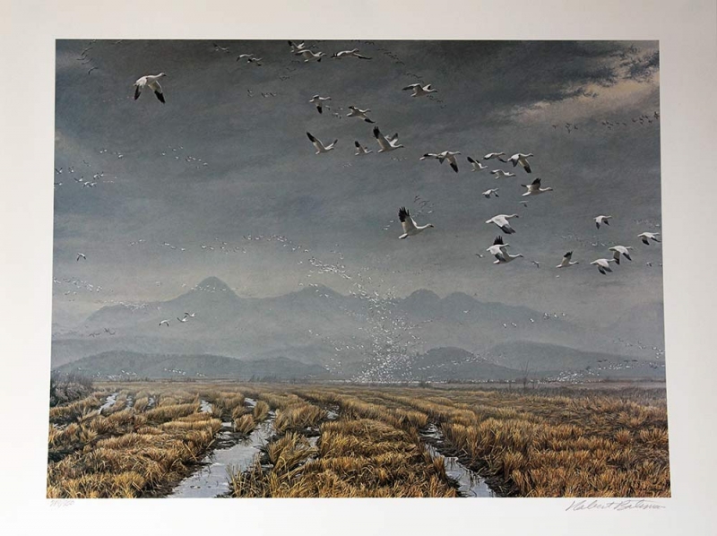 Robert Bateman for Mill Pond Press limited edition lithograph titled Across the Sky - Snow Geese - available now from ArtAgentsInternational.com where unique art is bought and sold in a secure and personal manor Robert Bateman for Mill Pond Press limited edition lithograph titled Across the Sky - Snow Geese