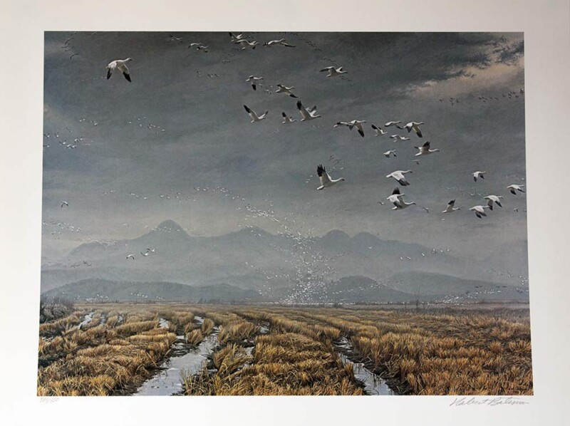 Robert Bateman for Mill Pond Press limited edition lithograph titled Across the Sky - Snow Geese