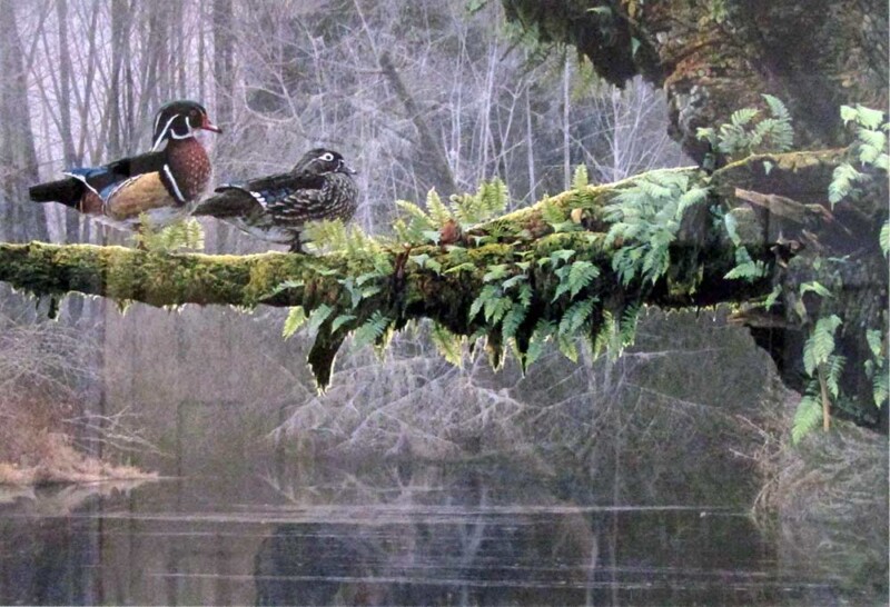 Out on a Limb by Rod Fredericks a limited edition art print of Wood Ducks