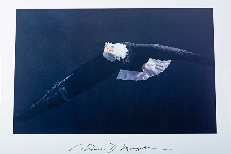 Out of Darkness an Eagle print by Thomas Mangelsen available for sale at SculptureCollector.com in a secure manner Out of Darkness an Eagle print by Thomas Mangelsen
